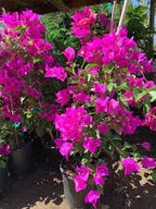 Pink Bougainvillea Flower | Pink Bougainvillea Plant