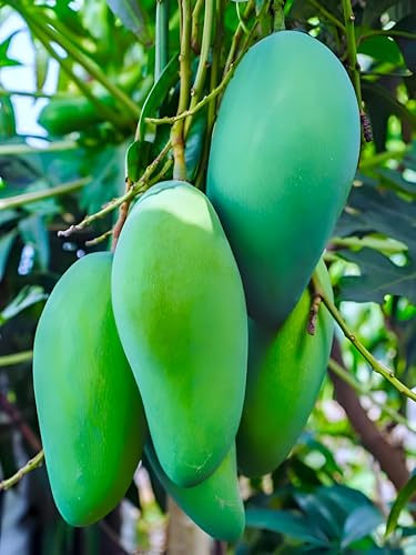 Amrapali Mango Fruit | Amrapali Mango Plant