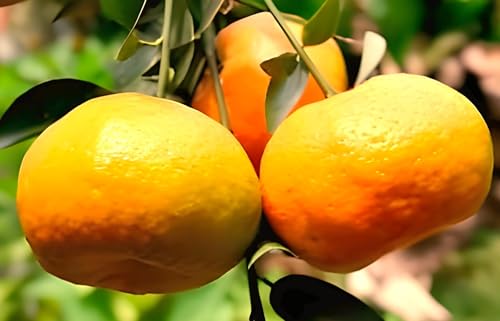 Darjeeling Orange Fruit | Darjeeling Orange Plant