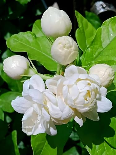 Jasmine Flower (Mogra) | Jasmine Plant