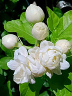 Jasmine Flower (Mogra) | Jasmine Plant