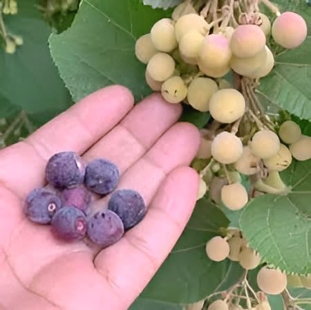 Thai Phalsa Fruit | Thai Phalsa Plant