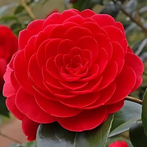 Red Camellia Flower | Red Camellia Plant