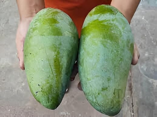 King 4KG Mango Fruit |King 4KG Mango Plant