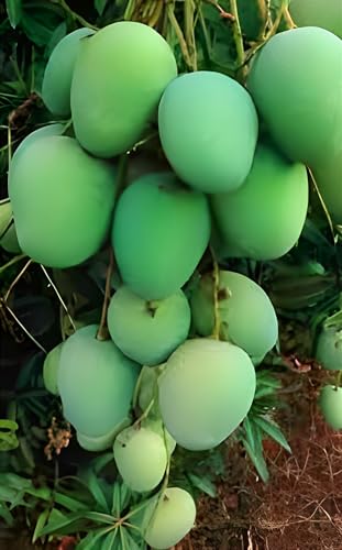 Panduri Mango Fruit | Panduri Mango Plant
