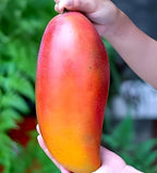 Red Ivory Mango Fruit | Red Ivory Mango Plant