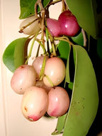 Thai White Jamun Fruit | White Jamun Plant