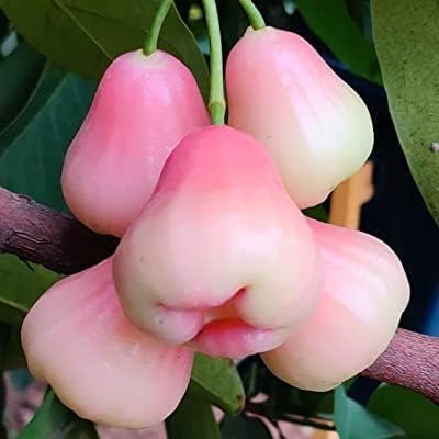 Water apple Fruit | Thai Java Apple Plant