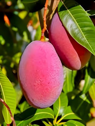 Palmer Mango Fruit | Palmer Mango Plant