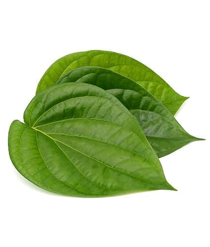 Betel Leaf (Paan) | Vetrilai Plant