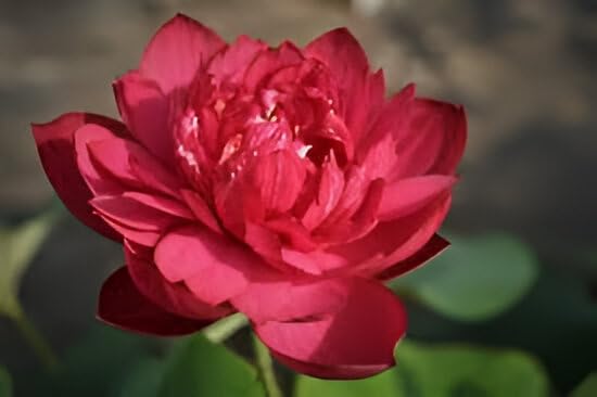 Red Lotus Flower | Water Lily Plant