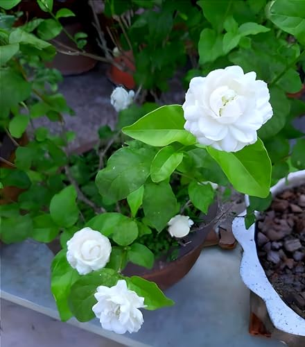 Jasmine Flower (Mogra) | Jasmine Plant