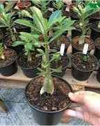 Pink Bonsai Flowers | Adenium Plant