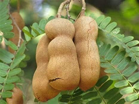 Tamarind (Imli) | Tamarind Plant