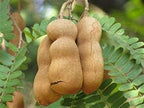 Tamarind (Imli) | Tamarind Plant