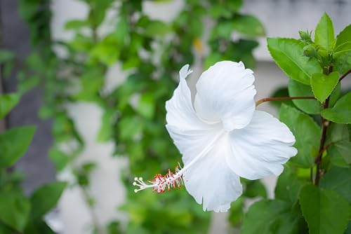 White Hibiscus Flower | White Hibiscus Plant