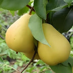 Pear Fruit | Pear Plant