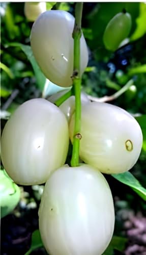 Thai White Jamun Fruit | White Jamun Plant