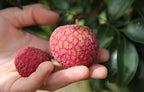 Lychee Fruit | Lychee Plant