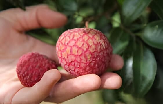 Lychee Fruit | Lychee Plant