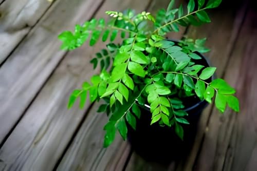 Curry Leaf (Murraya Koenigii) | Curry Leaf Plant