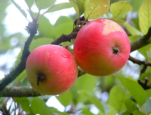 Heirloom Apple Fruit | Heirloom Apple Plant