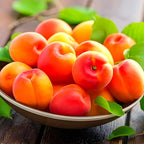 Apricot Fruit | Apricot Plant