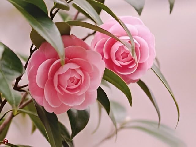 Pink Camellia Flower | Pink Camellia Plant