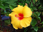 Yellow Hibiscus Flower | Yellow Hibiscus Plant