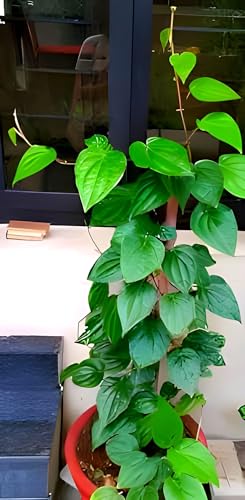 Betel Leaf (Paan) | Betel Leaf Plant