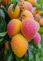 Seedless Red Mango Fruit | Seedless Red Mango Plant