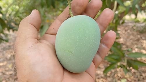 Panduri Mango Fruit | Panduri Mango Plant