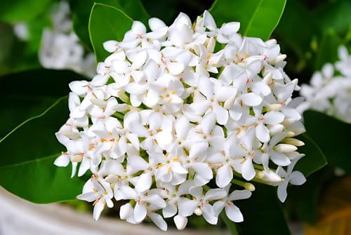 White Rangana Flower | White Rangana Plant