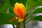 Swarna Champa Flower| Magnolia Champaca Plant