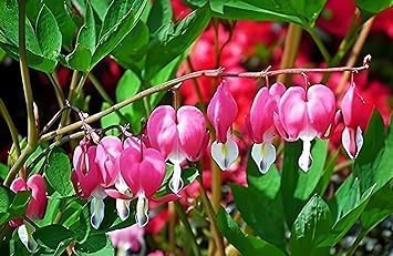 Red Bleeding Heart Vine Plant | Vine Plant