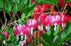 Red Bleeding Heart Vine Plant | Vine Plant