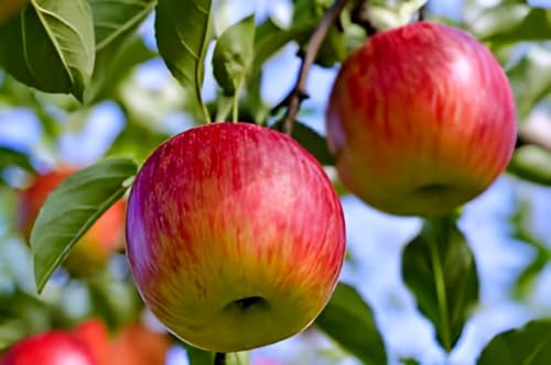 Red Apple Fruit | Red Apple Plant
