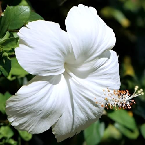 White Hibiscus Flower | White Hibiscus Plant
