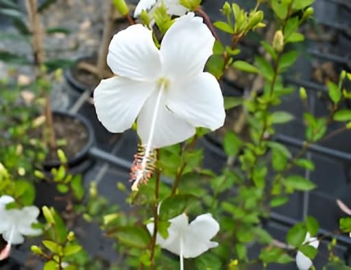 White Hibiscus Flower | White Hibiscus Plant