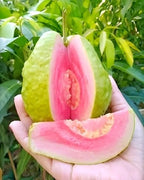 Red Diamond Guava Fruit | Red Diamond Guava Plant