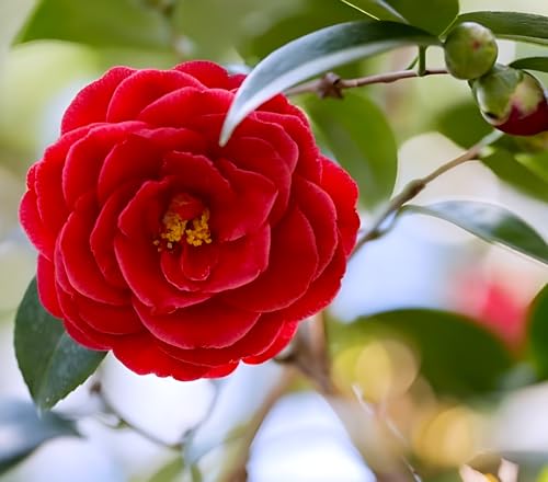 Red Camellia Flower | Red Camellia Plant