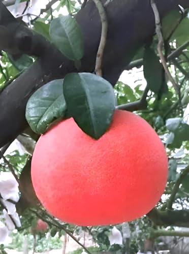 Pomelo Fruit | Pomelo Plant