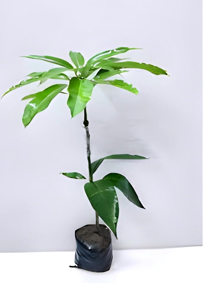 Palmer Mango Fruit | Palmer Mango Plant