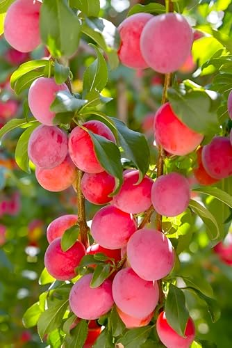 Plum Fruit (Aloo-Bukhara) | Plum Plant