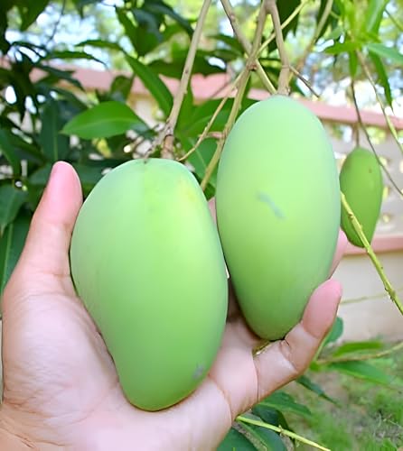 Amrapali Mango Fruit | Amrapali Mango Plant