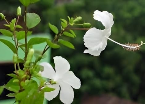 White Hibiscus Flower | White Hibiscus Plant