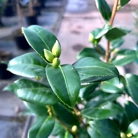 Camellia Flower | Camellia Plant