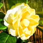 Camellia Flower | Camellia Plant
