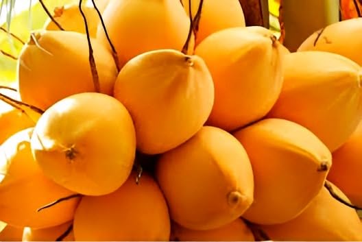 Dwarf Red Coconut Fruit | Dwarf Red Coconut Plant