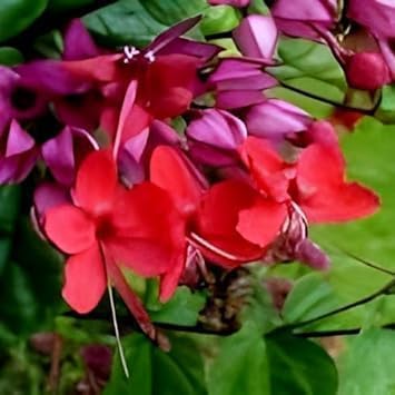 Red Bleeding Heart Vine Plant | Vine Plant